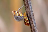 Aethes tesserana