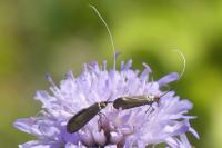 Nemophora metallica