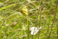Colias alfacariensis