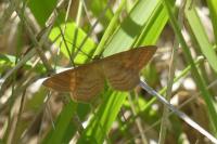 Idaea ochrata