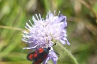 Zygaena loti