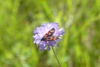 Zygaena filipendulae