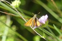 Thymelicus sylvestris