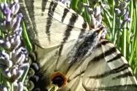 Iphiclides podalirius