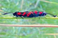 Zygaena filipendulae