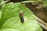Pancalia leuwenhoekella