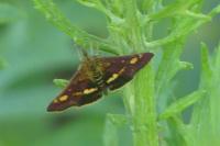 Pyrausta aurata
