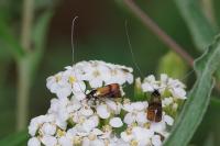 Nemophora fasciella