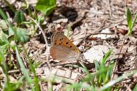 Lycaena phlaeas