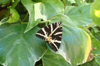 Euplagia quadripunctaria