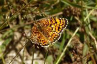 Melitaea phoebe