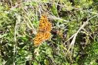 Melitaea