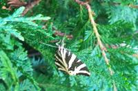 Euplagia quadripunctaria