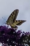 Papilio machaon