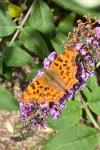 Polygonia c-album