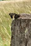 Brintesia circe