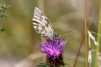 Melanargia galathea