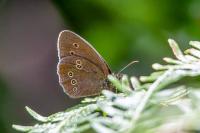 Aphantopus hyperantus