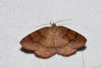 Plagodis pulveraria