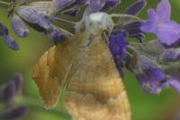 Camptogramma bilineata