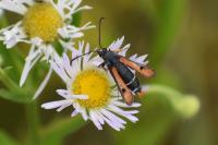 Pyropteron chrysidiforme