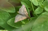Synaphe punctalis