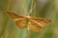 Idaea ochrata