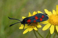 Zygaena transalpina