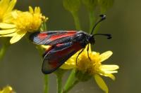 Zygaena sarpedon