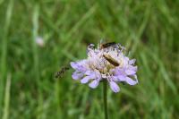 Nemophora metallica