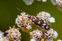 Scythris scopolella