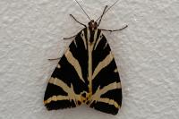 Euplagia quadripunctaria