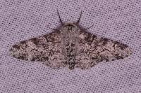 Biston betularia