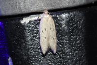 Athrips mouffetella