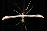Oidaematophorus lithodactylus