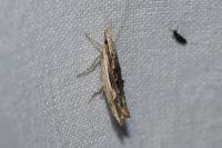 Ypsolopha scabrella
