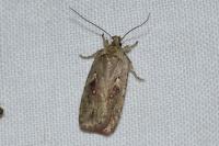 Agonopterix ocellana
