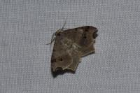 Macaria alternata