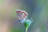 Aricia agestis