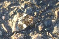 Tyta luctuosa