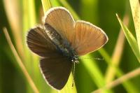Cyaniris semiargus