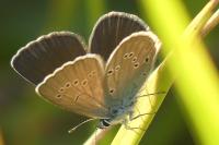 Cyaniris semiargus