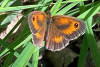 Pyronia tithonus