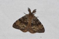 Lymantria dispar