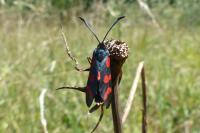 Zygaena filipendulae
