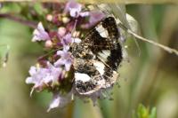 Tyta luctuosa