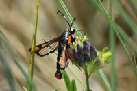 Pyropteron chrysidiforme