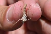 Aplocera efformata