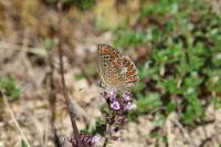 Aricia agestis