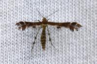 Capperia fusca
